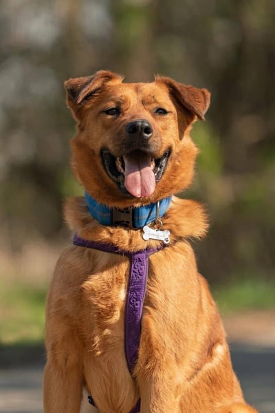 Wunderbarer Mandarin sucht seine Familie