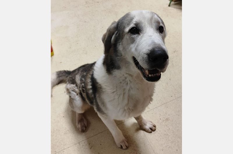 Angel (CR) wunderschöner Herzensbrecher