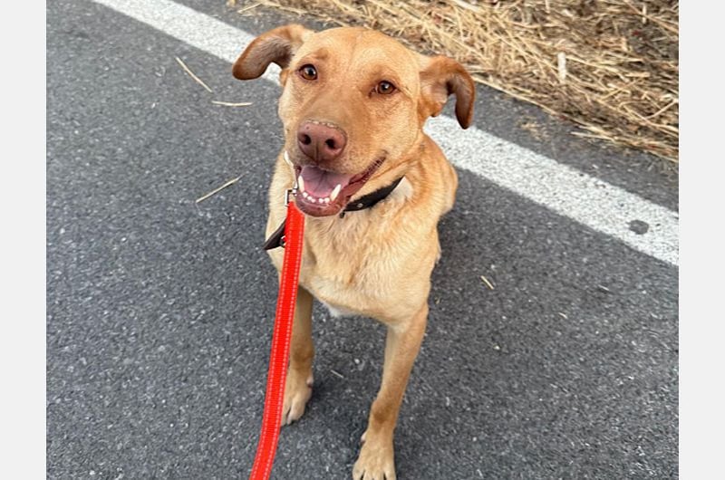 Avion(LR) ein sehr ruhiger aber wahrer Goldschatz