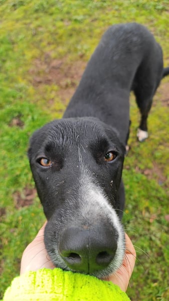 MC (CR) wunderschöne schwarze Schönheit, zum Verlieben