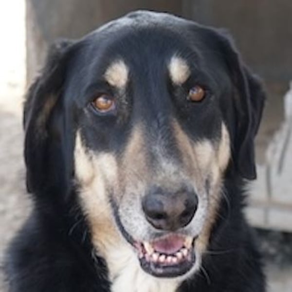 Venia, geb. ca. 07/2021, lebt in GRIECHENLAND, auf einer privaten Pflegestelle