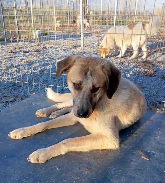 Kimberley - menschenverliebt und sehr ausgeglichen