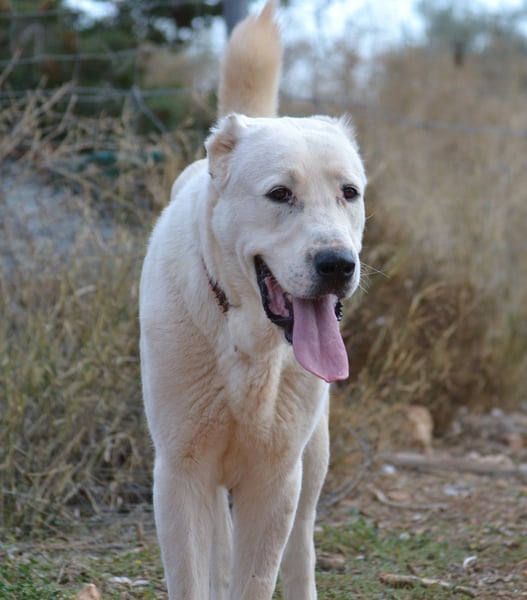 Ilias - ein Herzenshund im Eisbärpelz