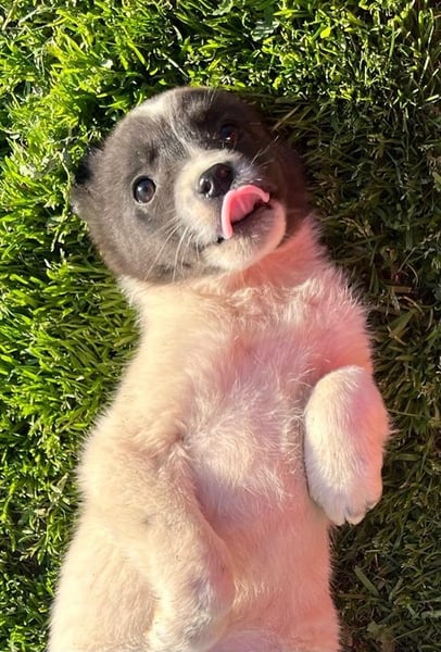 Dottie - eines unserer Regenbabys