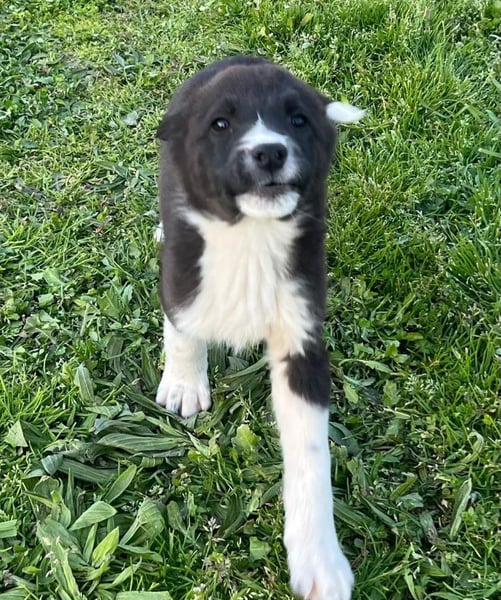 Duke PM - eines unserer Regenbabys