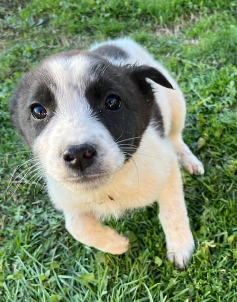 Dixie - eines unserer Regenbabys