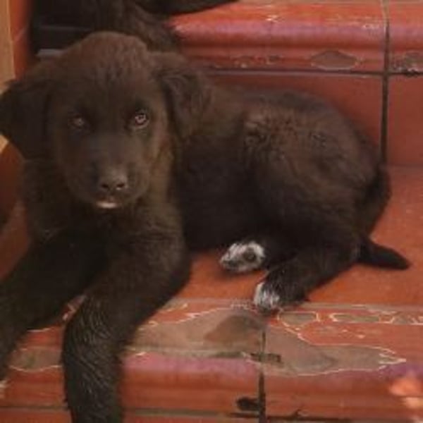 Pepper - süße, mutige Pepper