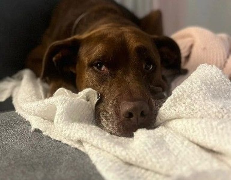 Hallo ich bin Vito, ein lieber Labbi-Mix der so gerne eine Familie hätte