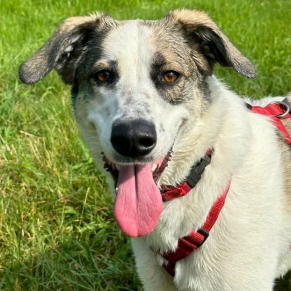 Nelly - (Dringend neue Pflegestelle oder Zuhause gesucht) gerade nochmal Glück gehabt