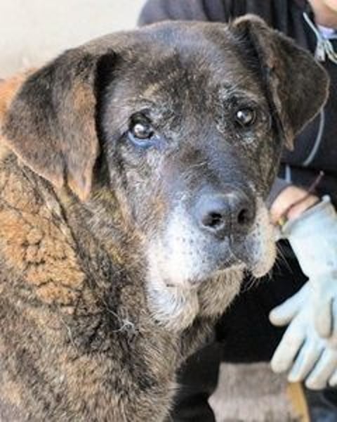 Annius-Hinter der grummeligen Fassade steckt ein Schatz