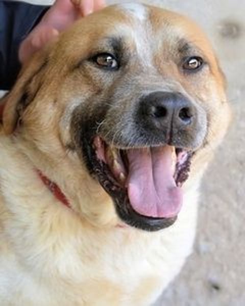 Savery - Drei Leben. Drei Chancen.