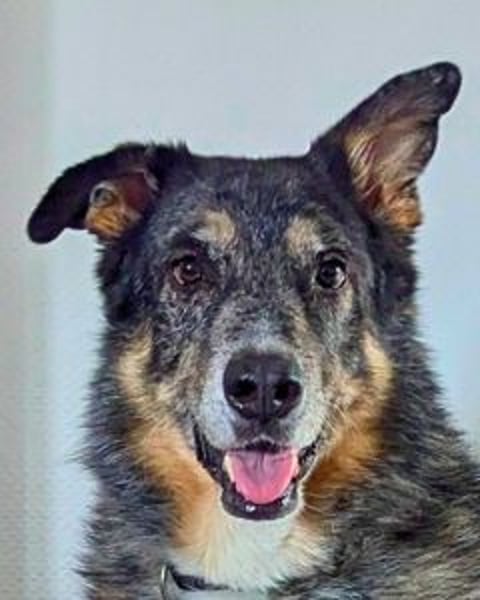 Aleta (Willow) - SOS - Dringend neues Zuhause oder Pflegestelle gesucht/kleines Seelchen