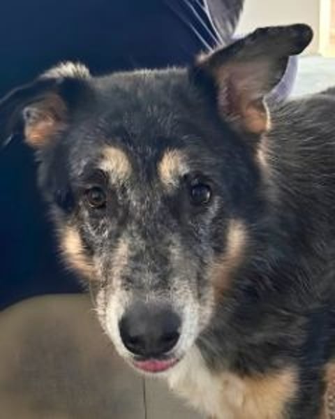 Aleta (Willow) - SOS-Dringend Pflegestelle oder Zuhause gesucht/kleines Seelchen im großen Wolfspelz