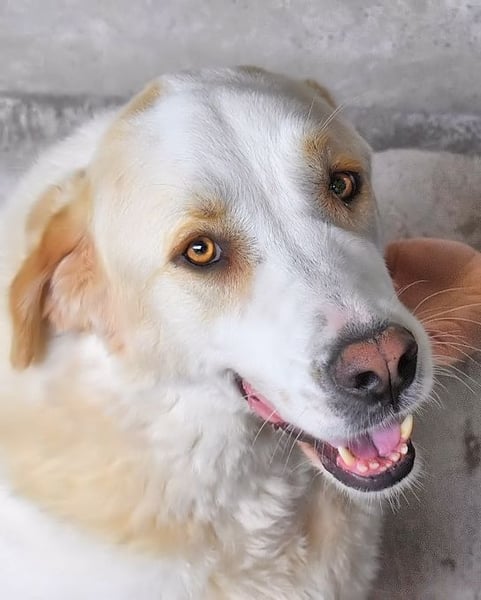 Roddie - Sein treuer Blick spricht Bände