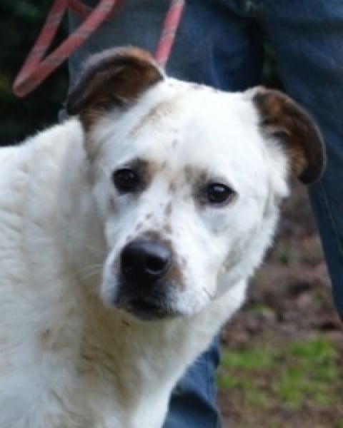 El Fava - hübscher Junge mit braunen Öhrchen