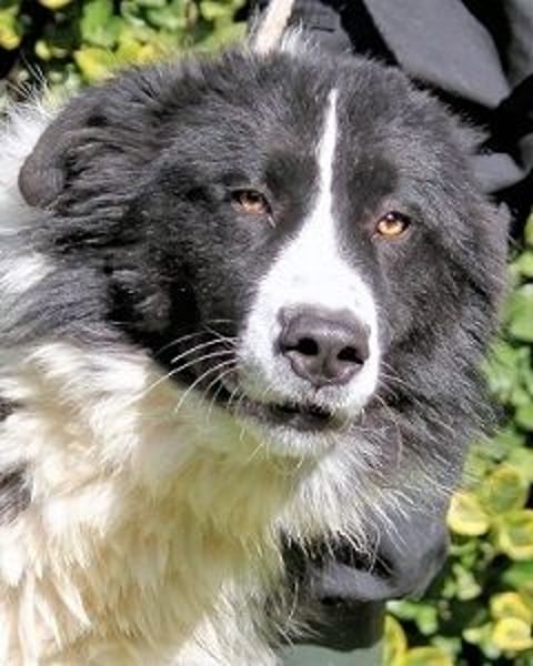 Frasio - Wirbelwind sucht neues Aufgabengebiet