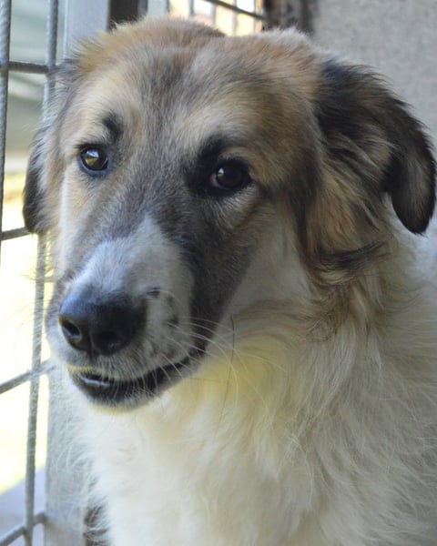 Heraclio - SOS - Wenn die Hoffnung stirbt