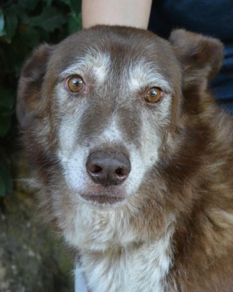 Lynwood - Ein Hund der Sorte «10 von 10 Punkten»