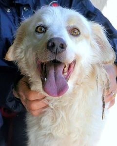 Gualter - und der staubige, unsichtbare Koffer