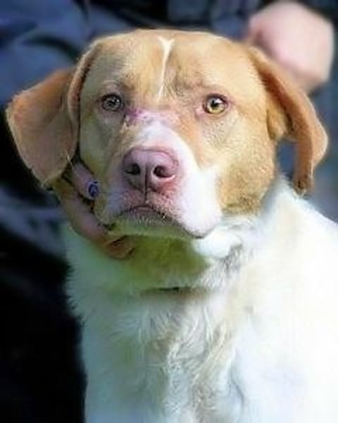 Jamison - möchte glücklich sein