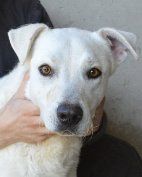 Benoit - SOS - Hellbraune Augen, die sich nach Liebe sehen