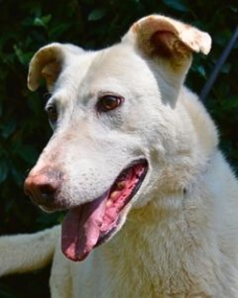 Sean - das Piepsen hinter den Gittern