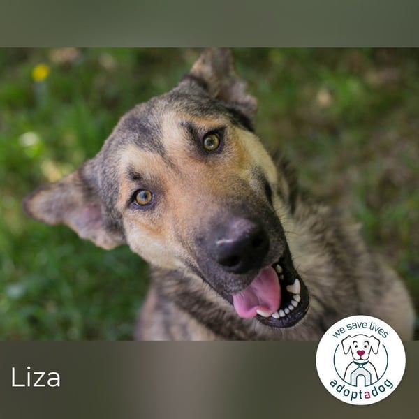 Liza sucht ein Zuhause