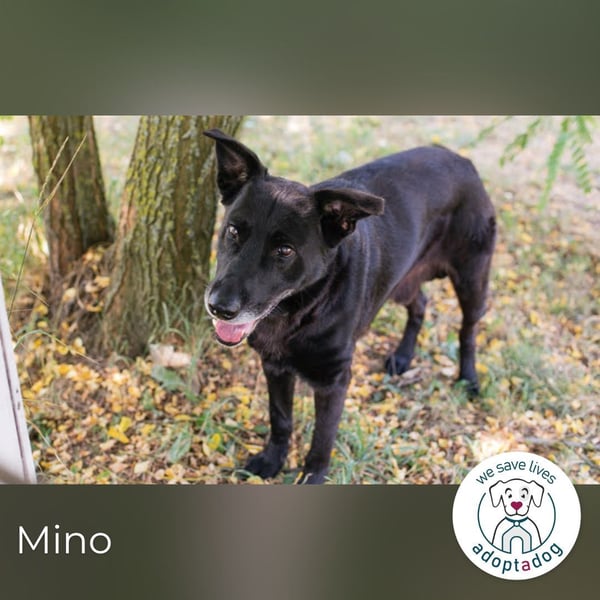 Mino – starker, treuer Rüde sucht liebevolles Zuhause