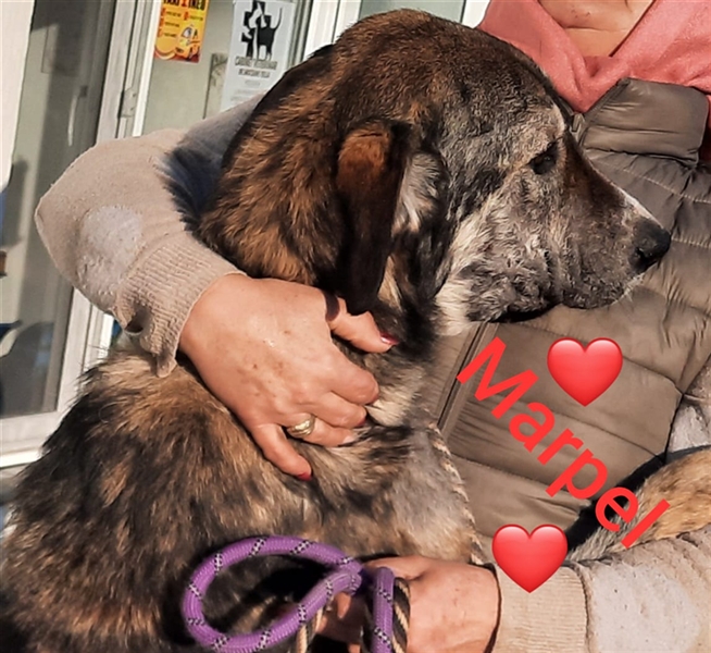 Riesenbaby Mapel, eine treue Seele,möchte Rumänien ganz schnell verlassen