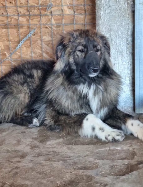 ⭐️THEO⭐️, entspannter Hundekumpel, 2 Jahre, 66 cm, Mischling, Tierschutz Rumänien