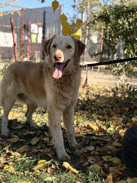 Habib - Braucht dringend einen warmen Platz!