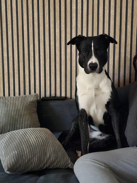 Balou verliert unverschuldet sein Zuhause.Traumhund sucht….
