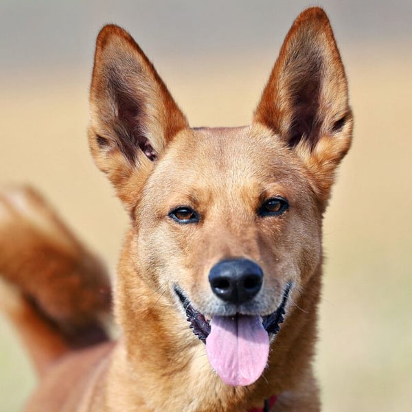 Red Teddy - mag Menschen, Spielen und Spazierengehen - Tierhilfe Franken e.V.