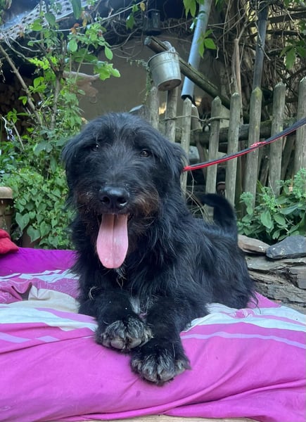 Malagueño  sanfter Riese auf Körbchensuche