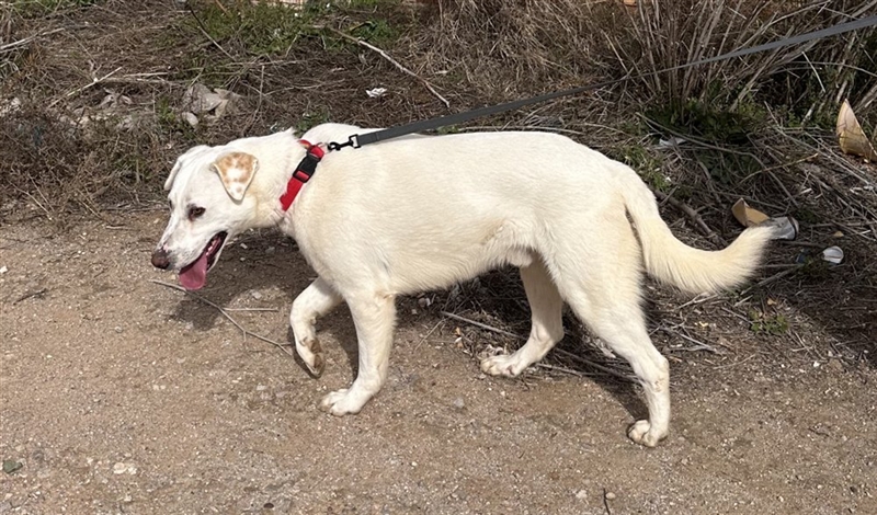 Notfell Sam – sein Beschützerinstinkt tut ihm nicht gut