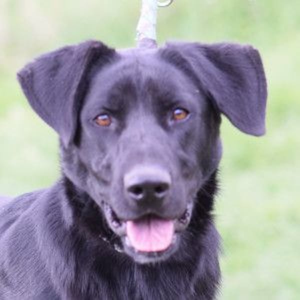 Sancho - verspielter, verschmuster, freundlicher Rüde