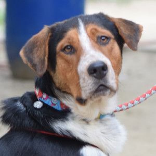 Ramos - auf PS in 45768 Marl - freundlicher, offener, verspielter Rüde