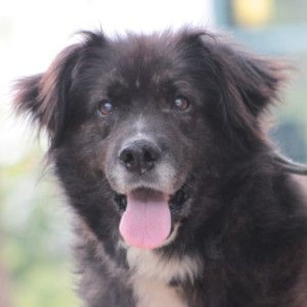 Teddy - liebenswerter, freundlicher Senior