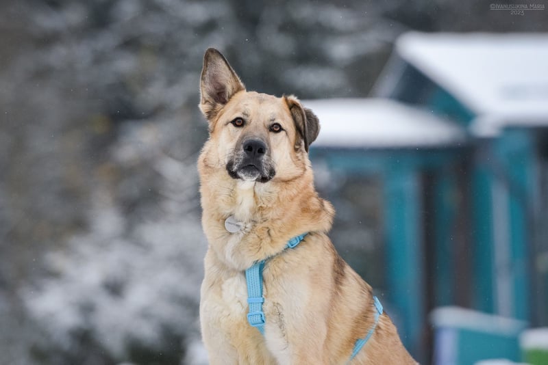 Freundlicher Anton sucht seine Familie