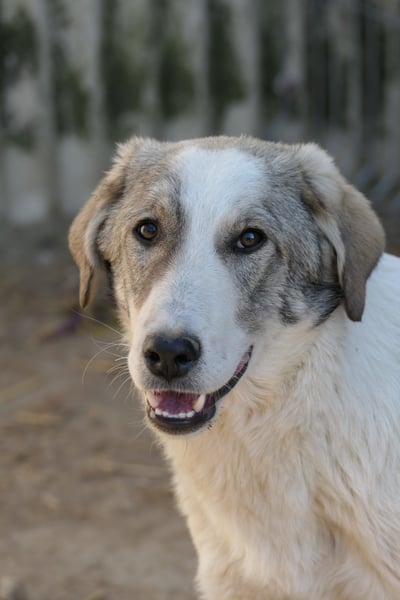 Sanfter Riese Helmi hofft auf seine Chance