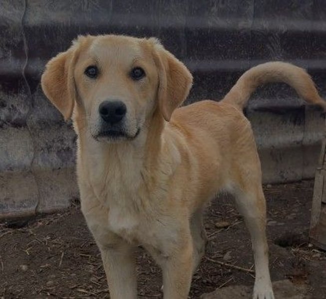 lieber Hauke sucht dringend sein Zuhause