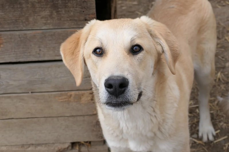 Hauke liebenswert & schüchtern