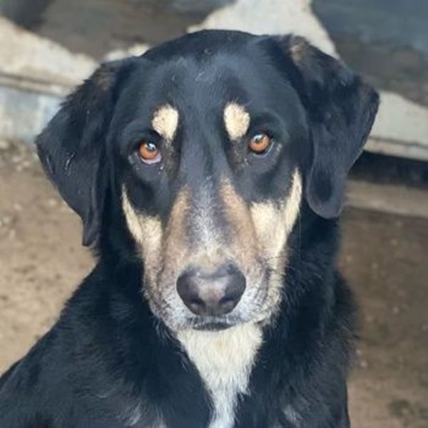 Venia, geb. ca. 07/2021, lebt in GRIECHENLAND, auf einer privaten Pflegestelle