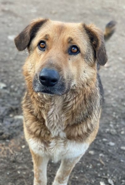 Yassin, geb. ca. 06/2020, lebt in GRIECHENLAND, im städt. Tierheim Serres
