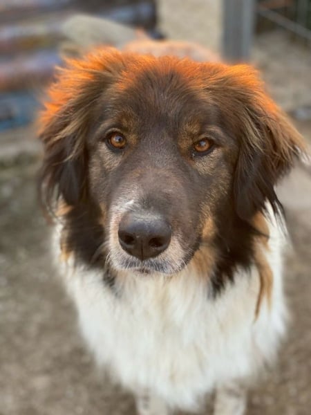 Bali, geb. ca. 12/2021, lebt in GRIECHENLAND, im städt. Tierheim Serres