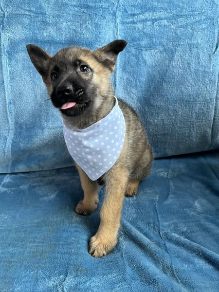 Mogli - neugieriger, menschenbezogener Welpe sucht liebevolles Zuhause