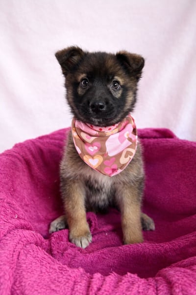 Bibi - mutige Schäferhündin möchte hoch hinaus !