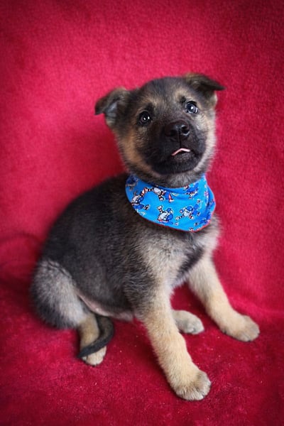 Pumuckl - fröhlicher, sozialer Welpe sucht aktive Familie