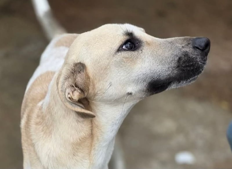 Tobi - sollte erschlagen werden