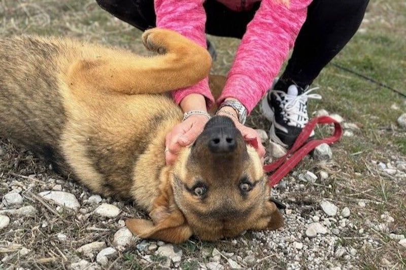 Beethoven: Große Pfoten, großes Glück